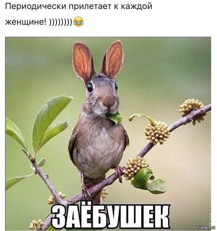 Из солянки