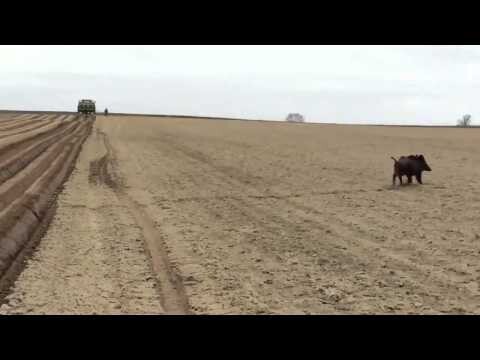 Семейство диких кабанов пересекает поле 