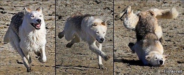 Скопытнулся