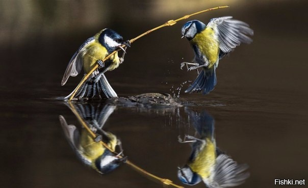 Кунг-фу синица