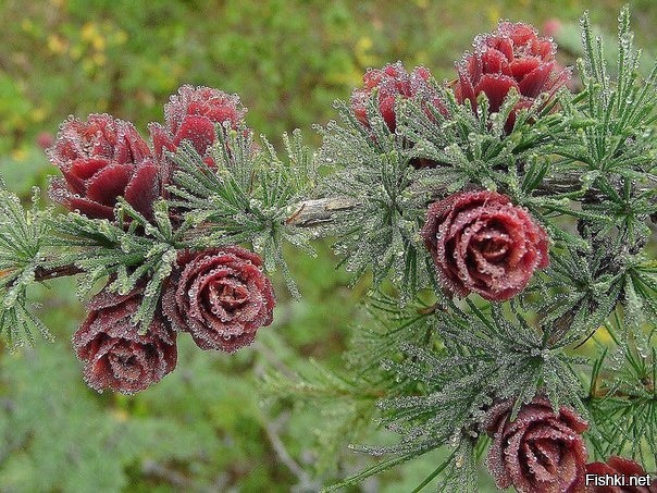 Полярная роза