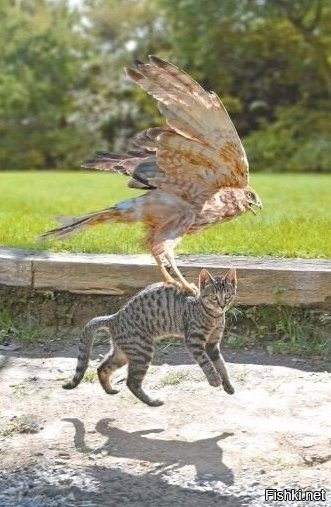 Главное - сохранять непринужденный вид в любой ситуации