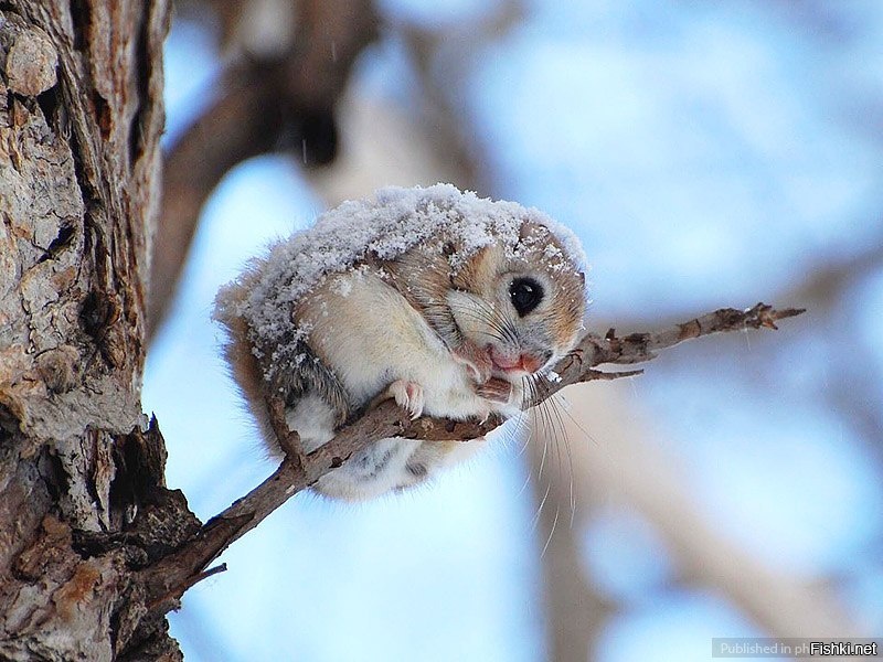 Японская белочка