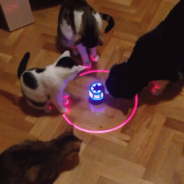 Как надолго занять котэ