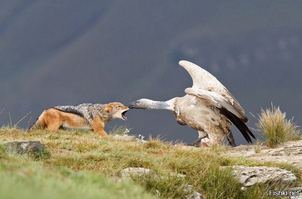 Не суй свой нос, куда не следует