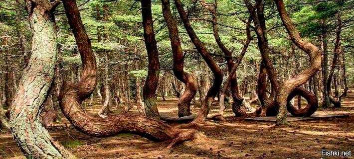 танцующий лес