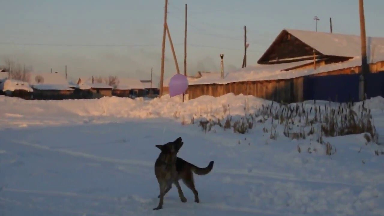 Как надолго занять собаку