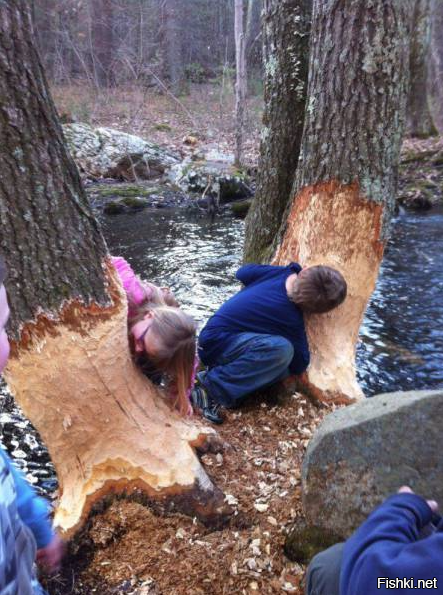 &quot;Из дневника австралийского иммигранта&quot; (прикольный рассказ)