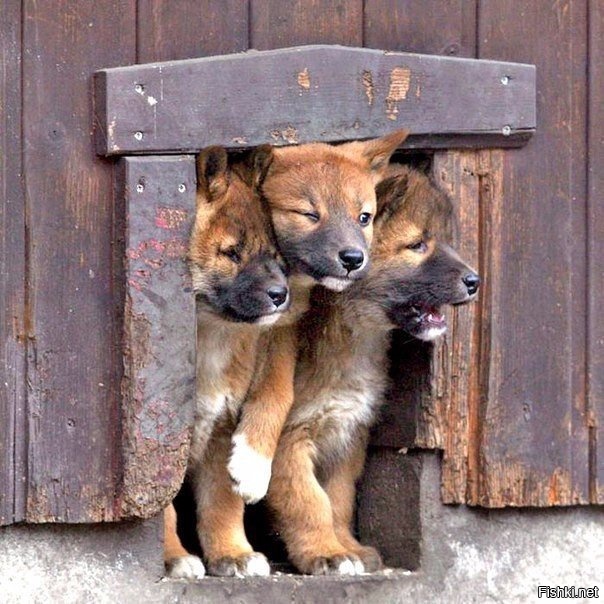 Детство Цербера