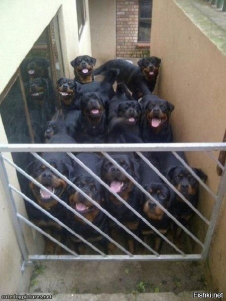 Охранная система