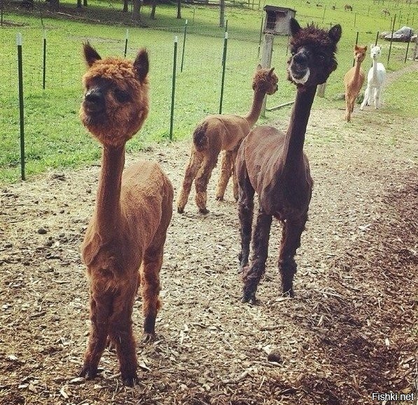 Что получится, если постричь ламу