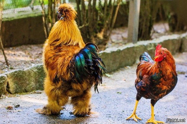 Вот такой вот петушок