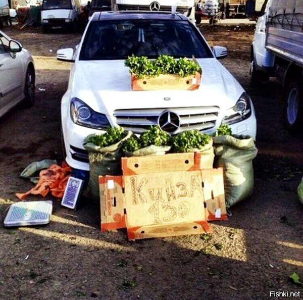 Надо бы тоже заняться кинзой