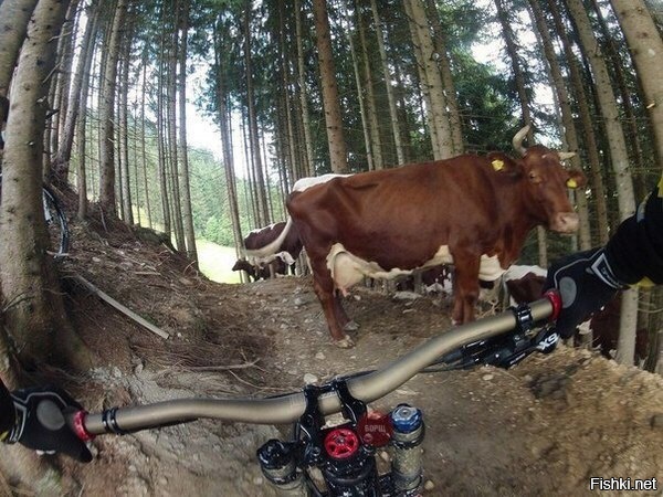 Обещали, что на гонке будут тёлочки, но чтобы так буквально