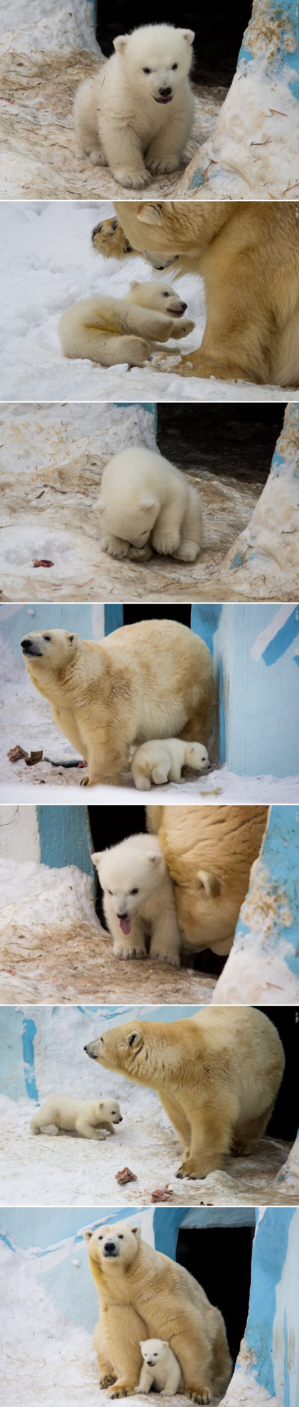 Медведица Герда из Новосибирского зоопарка вывела своего малыша на первую прогулку