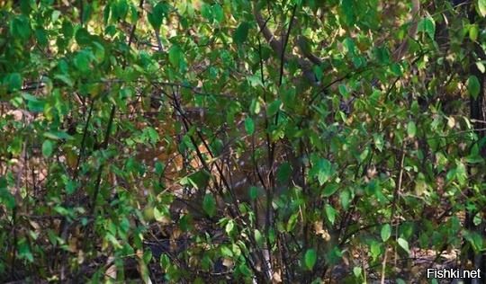 Мастера маскировки