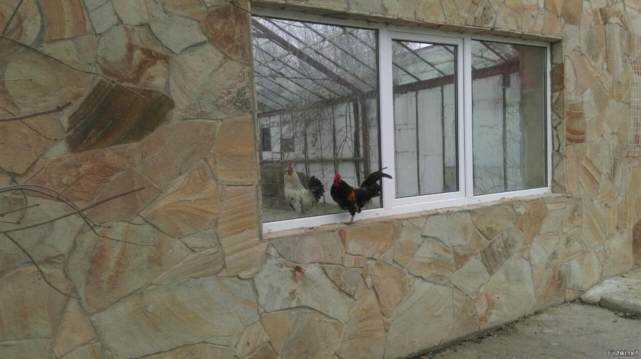 А Петя гулять выйдет 