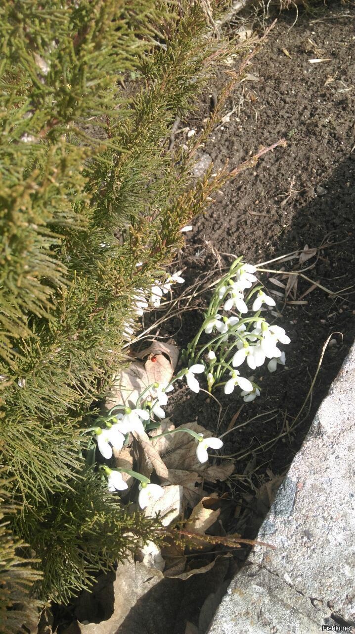 Весна в Крыму 