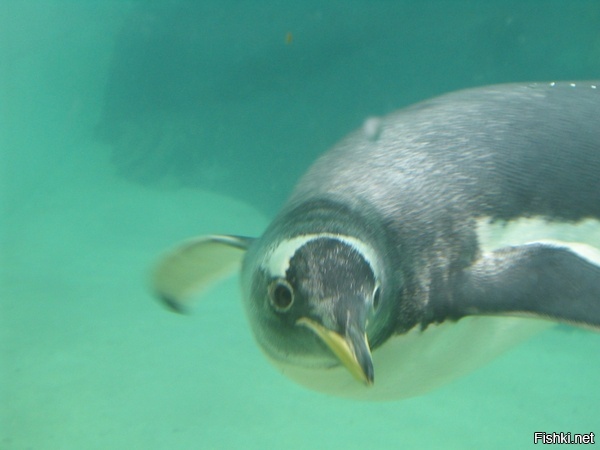 миленький пингвинчик