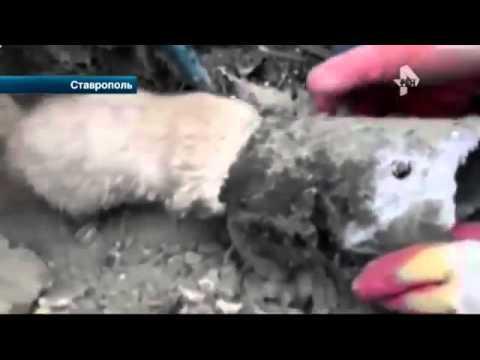 В Ставрополе мужчина спас кота"