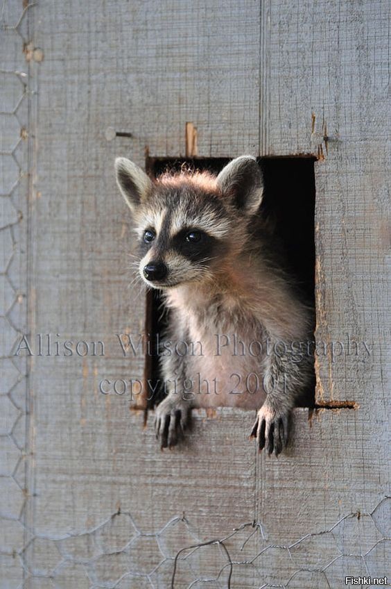 -Вы кто такие