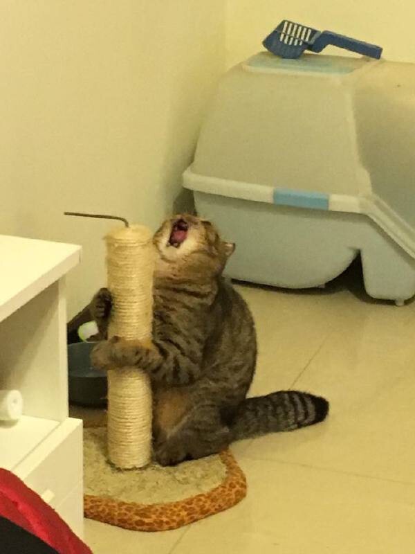 Эмоциональный кот