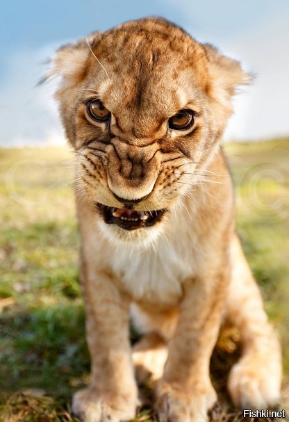 -За&quot;кисю&quot;, ответишь