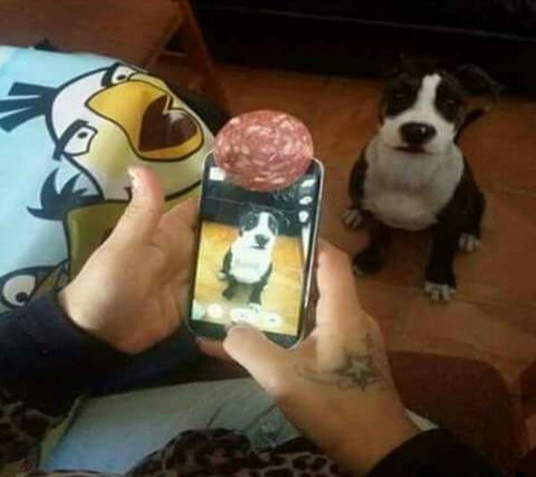 Новое приложение, чтобы сделать идеальный снимок вашей собаки