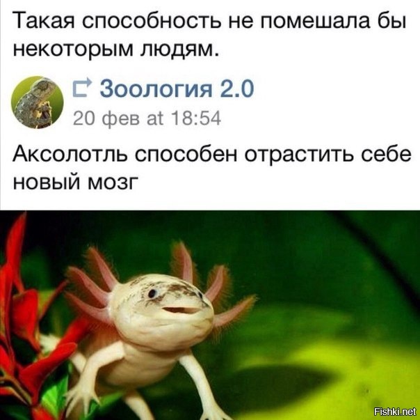 Из солянки