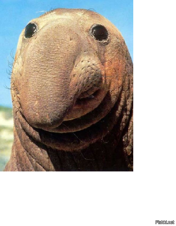 От улыбки станет всем светлей