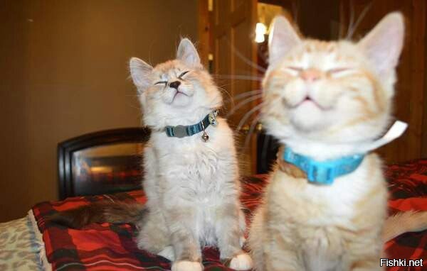 Когда с кухни запахло вкусненьким