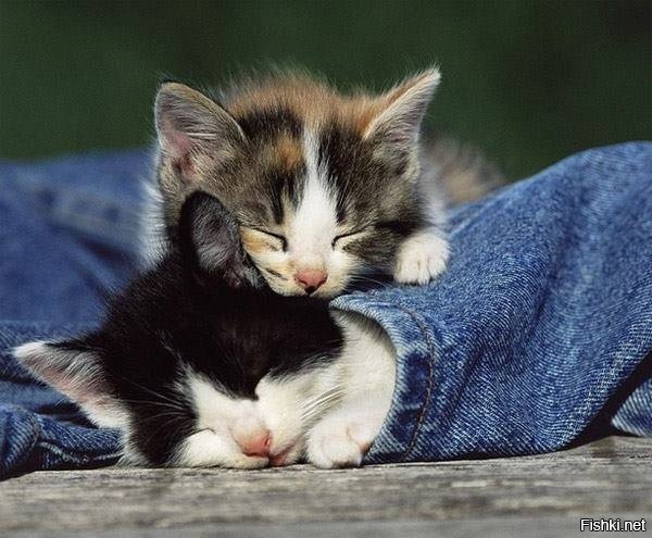 чтобы утром не о чем не жалеть, спи до обеда 