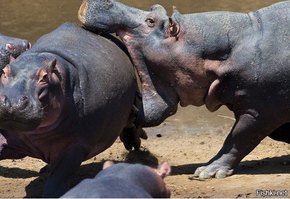 &quot;Таким бы ртом, да медку бы хлебнуть&quot; 