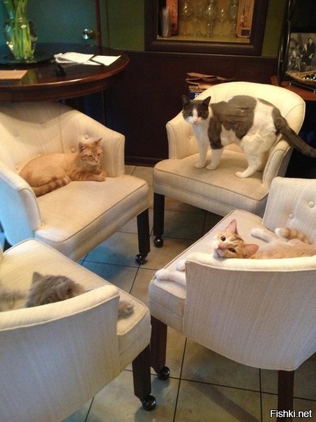 Заседание клуба анонимных валерьянщиков 