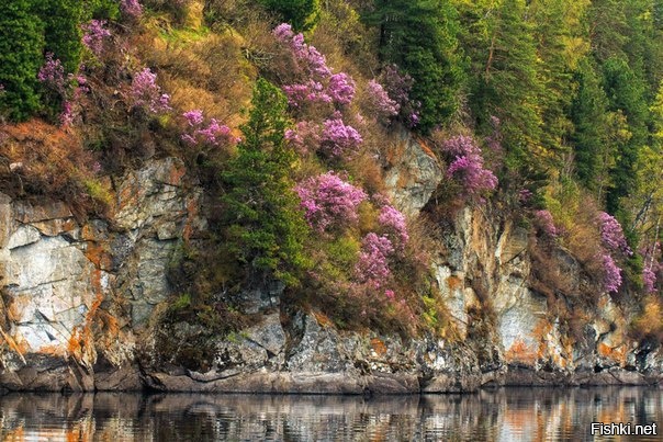 Маральник на берегах Телецкого озера, Горный Алтай