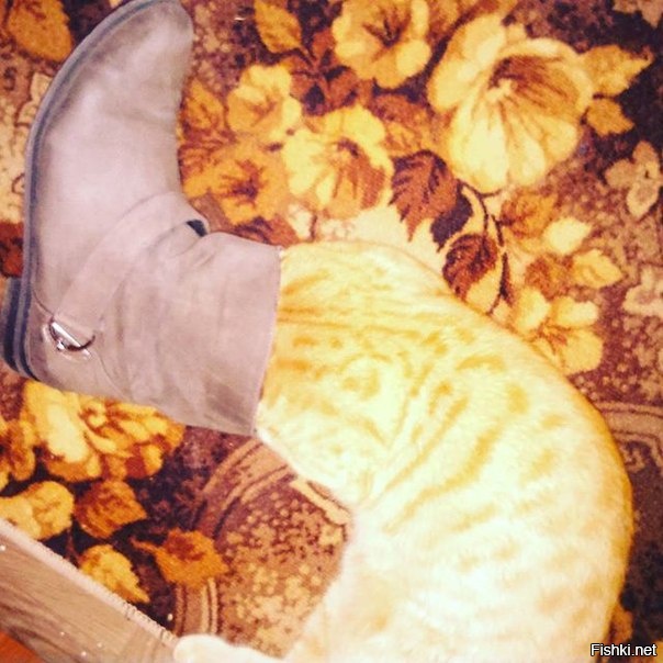 Так выглядит кот в сапогах на самом деле 