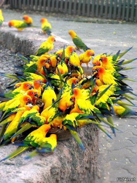 Словно букет цветов 