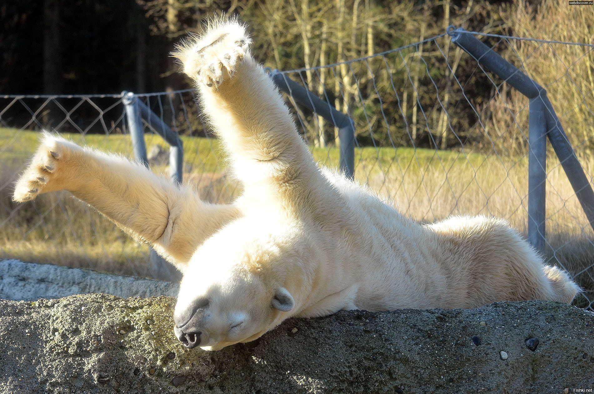 А вы в курсе что вчера был день полярного медведя
