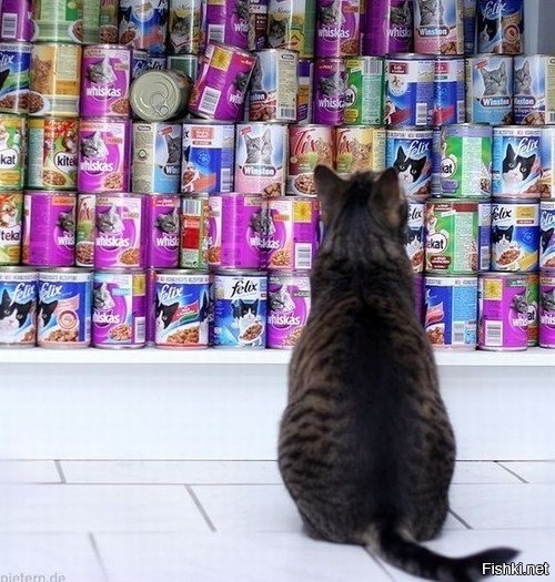 Муки выбора ))))