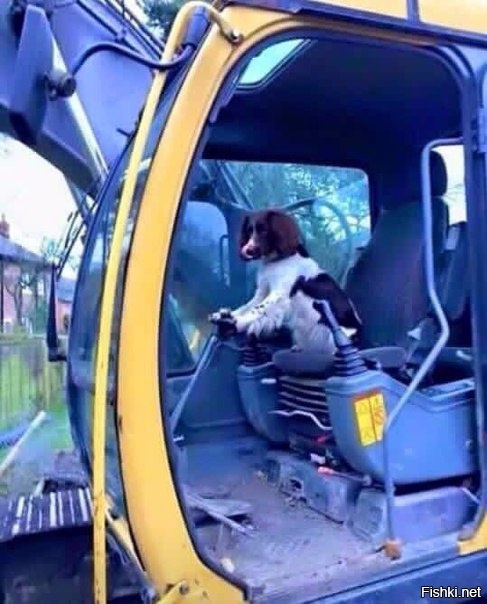 Моя собака постоянно что-то копает на заднем дворе 