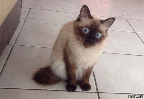 Когда увидел, что хозяин жрет твой корм 