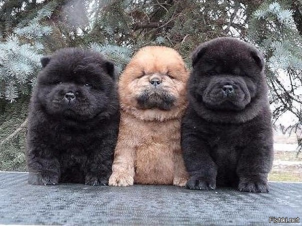 Три богатыря 