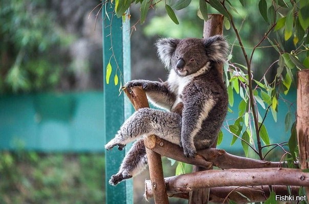 Элегантность этой коалы зашкаливает 