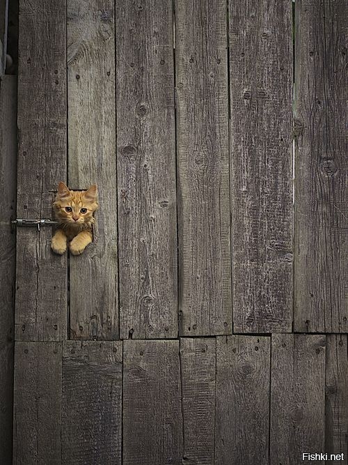 -Всех впускать, никого не выпускать