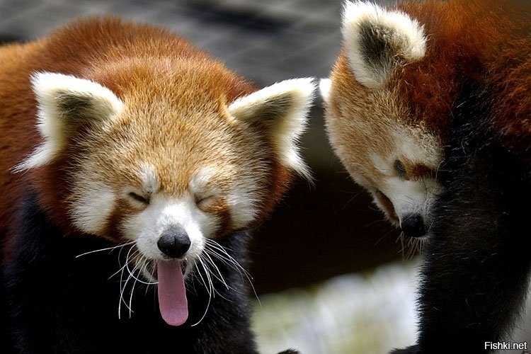 Летом обещают в Ленинградский зоопарк привезти