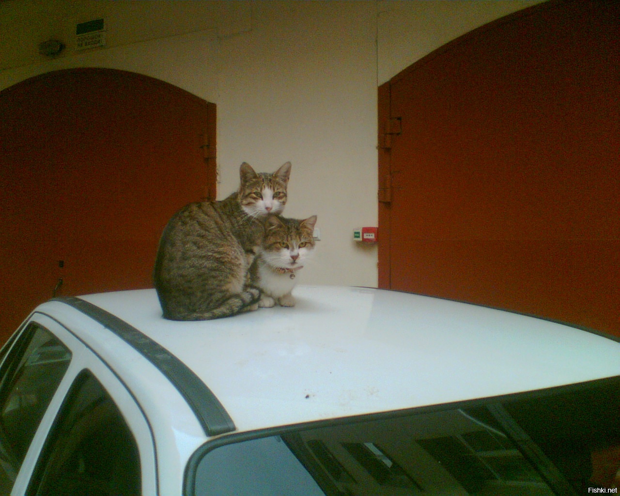 Парочка из РНБ СПб