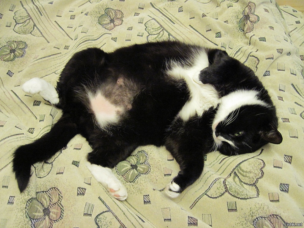 Жил у меня такой, несчастный, запуганный, тощий кот