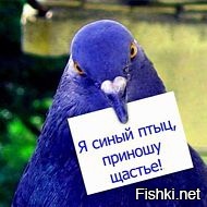 Из солянки