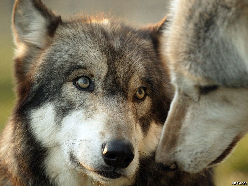 Доброго утра, жители Камчатки, Сахалина, Приморского края и восточной части С...