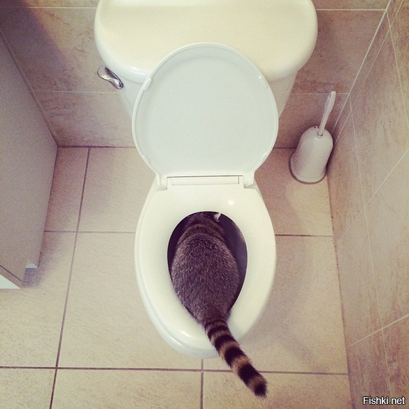 -Эй, Енот, не там полощешь